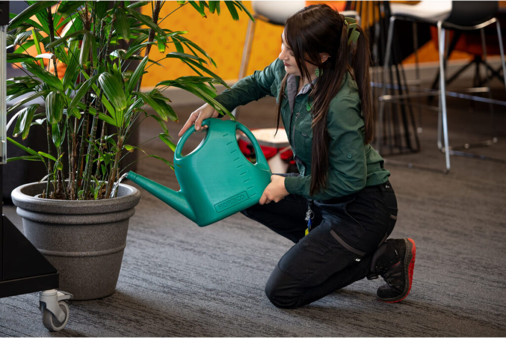 Indoor Plant Tech watering a Rhapis Palm (Lady Finger Palm) Plant at Evergreen Interiors Indoor Plant Hire and Maintenance