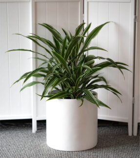 Striped Dracaena Plant at Evergreen Interiors Indoor Plant Hire and Maintenance