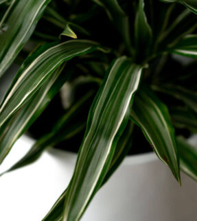 Striped Dracaena Plant at Evergreen Interiors Indoor Plant Hire and Maintenance