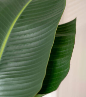 Bird of Paradise Plant at Evergreen Interiors Indoor Plant Hire and Maintenance