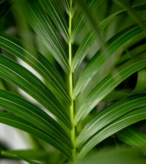 Kentia Palm Plant at Evergreen Interiors Indoor Plant Hire and Maintenance