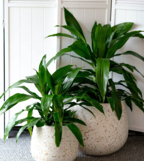 Janet Craig Plant at Evergreen Interiors Indoor Plant Hire and Maintenance