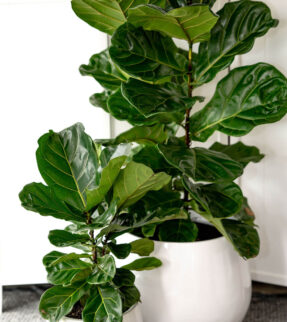 Fiddle Leaf Fig Plant in Alderley Vase at Evergreen Interiors Indoor Plant Hire and Maintenance