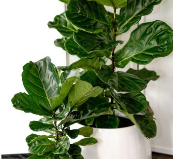 Fiddle Leaf Fig Plant in Alderley Vase at Evergreen Interiors Indoor Plant Hire and Maintenance Fiddle Leaf Fig Plant in Alderley Vase at Evergreen Interiors Indoor Plant Hire and Maintenance
