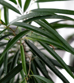 Ficus Alli Plant at Evergreen Interiors Indoor Plant Hire and Maintenance