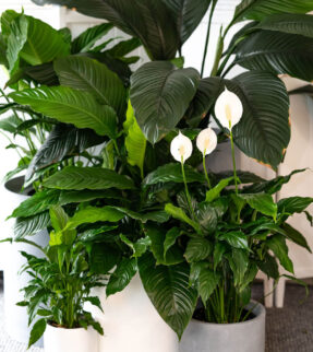 Peace Lily Plant at Evergreen Interiors Indoor Plant Hire and Maintenance