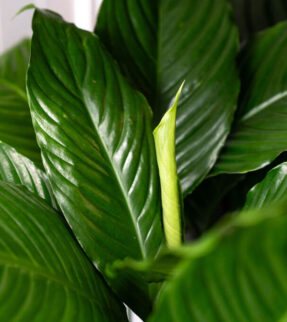 Peace Lily Plant at Evergreen Interiors Indoor Plant Hire and Maintenance