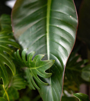 Philodendrons Plant at Evergreen Interiors Indoor Plant Hire and Maintenance