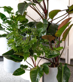 Philodendrons Plant at Evergreen Interiors Indoor Plant Hire and Maintenance