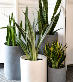 Sansevieria Plant at Evergreen Interiors Indoor Plant Hire and Maintenance