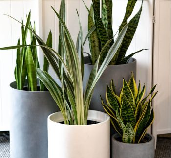 Sansevieria Plant at Evergreen Interiors Indoor Plant Hire and Maintenance Sansevieria Plant at Evergreen Interiors Indoor Plant Hire and Maintenance