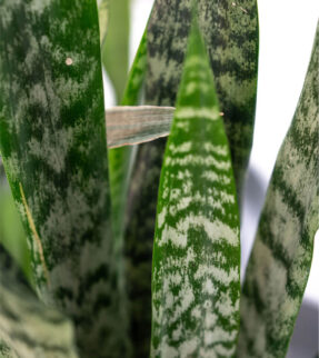 Sansevieria Plant at Evergreen Interiors Indoor Plant Hire and Maintenance