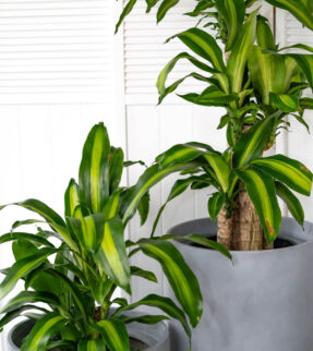 Happy Plant at Evergreen Interiors Indoor Plant Hire and Maintenance