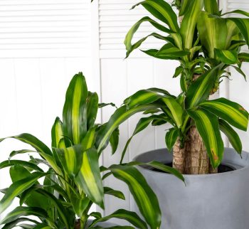 Happy Plant at Evergreen Interiors Indoor Plant Hire and Maintenance Happy Plant at Evergreen Interiors Indoor Plant Hire and Maintenance