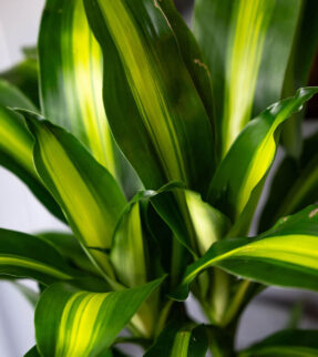 Happy Plant at Evergreen Interiors Indoor Plant Hire and Maintenance