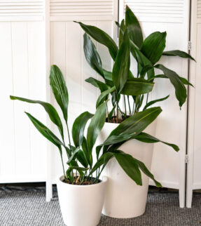 Cast Iron Plant at Evergreen Interiors Indoor Plant Hire and Maintenance