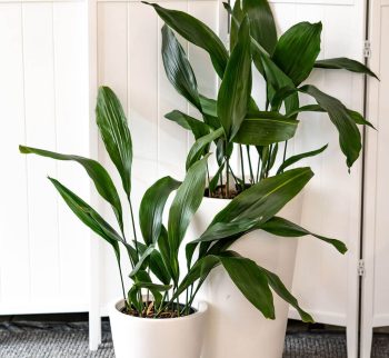Cast Iron Plant at Evergreen Interiors Indoor Plant Hire and Maintenance Cast Iron Plant at Evergreen Interiors Indoor Plant Hire and Maintenance