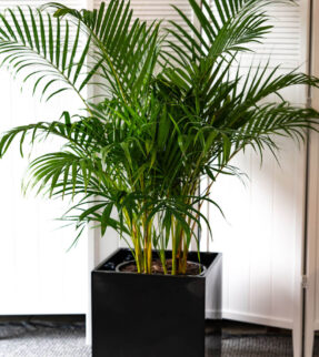 Golden Cane Plant at Evergreen Interiors Indoor Plant Hire and Maintenance