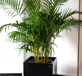 Golden Cane Plant at Evergreen Interiors Indoor Plant Hire and Maintenance Golden Cane Plant at Evergreen Interiors Indoor Plant Hire and Maintenance