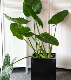 Alocasia Plant at Evergreen Interiors Indoor Plant Hire and Maintenance