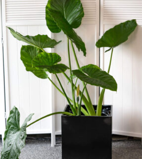 Alocasia Plant in Morningside Cube plant pot at Evergreen Interiors Indoor Plant Hire and Maintenance