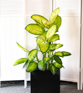 Dieffenbachia Plant at Evergreen Interiors Indoor Plant Hire and Maintenance