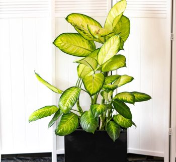 Dieffenbachia Plant at Evergreen Interiors Indoor Plant Hire and Maintenance Dieffenbachia Plant at Evergreen Interiors Indoor Plant Hire and Maintenance