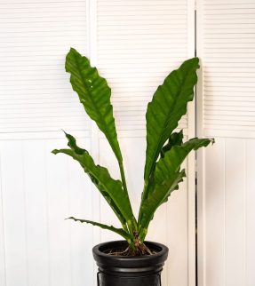 Anthurium Plant at Evergreen Interiors Indoor Plant Hire and Maintenance
