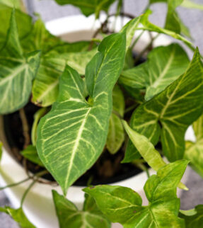 Syngonium Plant at Evergreen Interiors Indoor Plant Hire and Maintenance