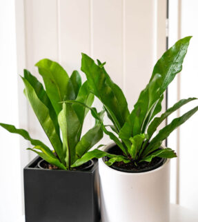 Birds Nest Fern Plant at Evergreen Interiors Indoor Plant Hire and Maintenance