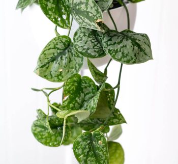 Pothos Plant at Evergreen Interiors Indoor Plant Hire and Maintenance Pothos Plant at Evergreen Interiors Indoor Plant Hire and Maintenance