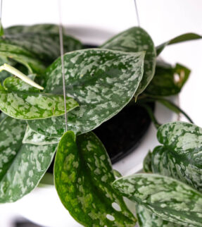 Pothos Plant at Evergreen Interiors Indoor Plant Hire and Maintenance