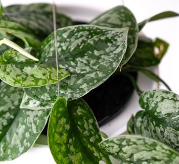 Pothos Plant at Evergreen Interiors Indoor Plant Hire and Maintenance Pothos Plant at Evergreen Interiors Indoor Plant Hire and Maintenance