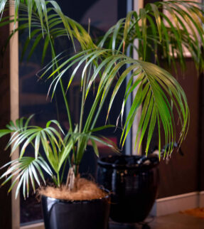Kentia Palm Plant at Evergreen Interiors Indoor Plant Hire and Maintenance