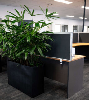 Rhapis Palm (Lady Finger Palm) Plant at Evergreen Interiors Indoor Plant Hire and Maintenance