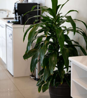 Janet Craig Plant at Evergreen Interiors Indoor Plant Hire and Maintenance