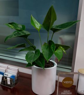 Anthurium Plant at Evergreen Interiors Indoor Plant Hire and Maintenance
