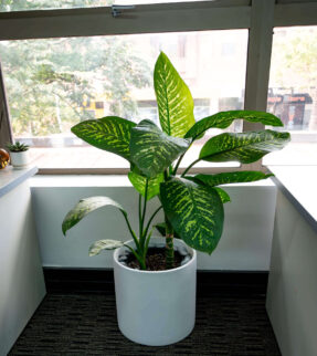 Dieffenbachia Plant at Evergreen Interiors Indoor Plant Hire and Maintenance
