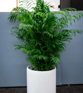 Parlour Palm Plant at Evergreen Interiors Indoor Plant Hire and Maintenance