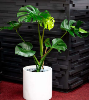 Monstera Deliciosa Plant at Evergreen Interiors Indoor Plant Hire and Maintenance
