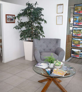Kauri Pine Plant at Evergreen Interiors Indoor Plant Hire and Maintenance
