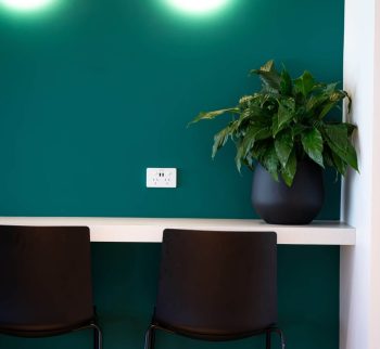 Peace Lily Plant at Evergreen Interiors Indoor Plant Hire and Maintenance Peace Lily Plant at Evergreen Interiors Indoor Plant Hire and Maintenance