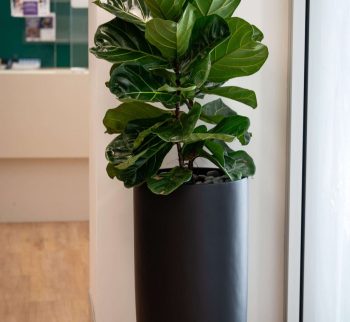 Fiddle Leaf Fig Plant in Alderley Vase at Evergreen Interiors Indoor Plant Hire and Maintenance Fiddle Leaf Fig Plant in Alderley Vase at Evergreen Interiors Indoor Plant Hire and Maintenance