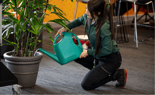 Indoor Plant Tech watering a Rhapis Palm (Lady Finger Palm) Plant at Evergreen Interiors Indoor Plant Hire and Maintenance