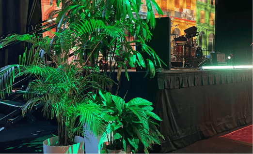 Peace Lily, Parlour Palm, Golden Cane & Rhapis Palm (Lady Finger Palm) Plant available for event hire at Evergreen Interiors