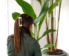 Indoor plants, professionally maintained by Indoor Plant Tech at Evergreen Interiors Indoor Plant Hire and Maintenance