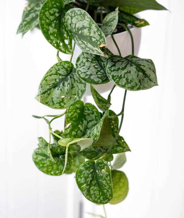Pothos Plant at Evergreen Interiors Indoor Plant Hire and Maintenance