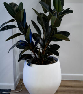 Rubber Tree Plant at Evergreen Interiors Indoor Plant Hire and Maintenance