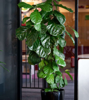 Fiddle Leaf Fig Plant in Alderley Vase at Evergreen Interiors Indoor Plant Hire and Maintenance