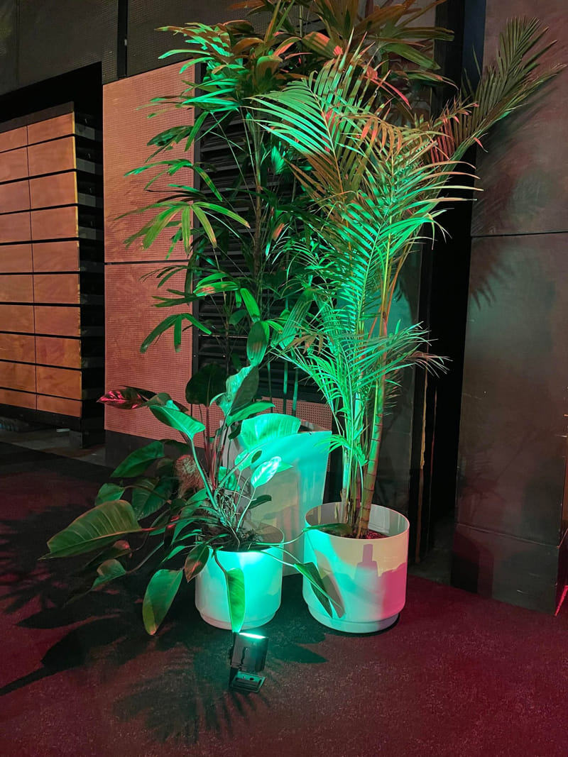 Homalomena, Golden Cane & Rhapis Palm (Lady Finger Palm) Plant available for short term hire at Evergreen Interiors